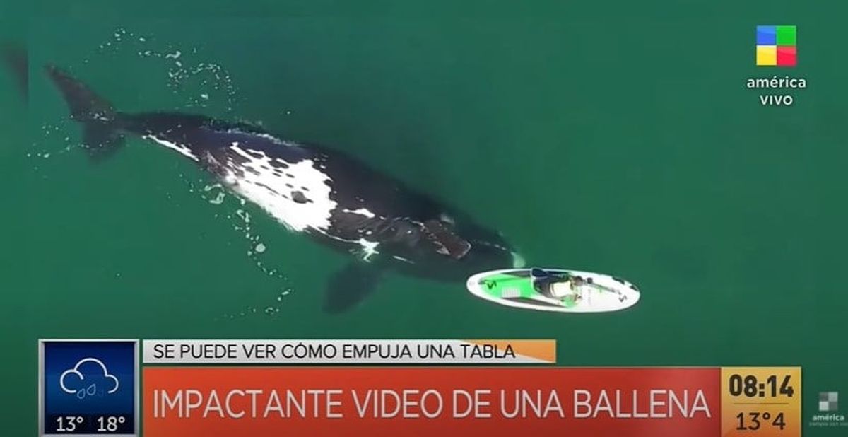 Impactante video viral de una ballena en Puerto Madryn